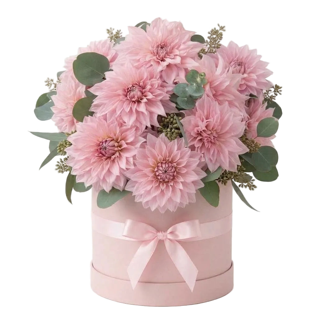 A Box of Luxury Pink Dahlia