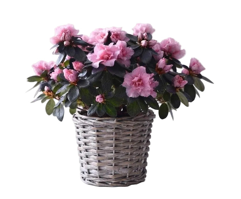 Basket of Azalea Plant