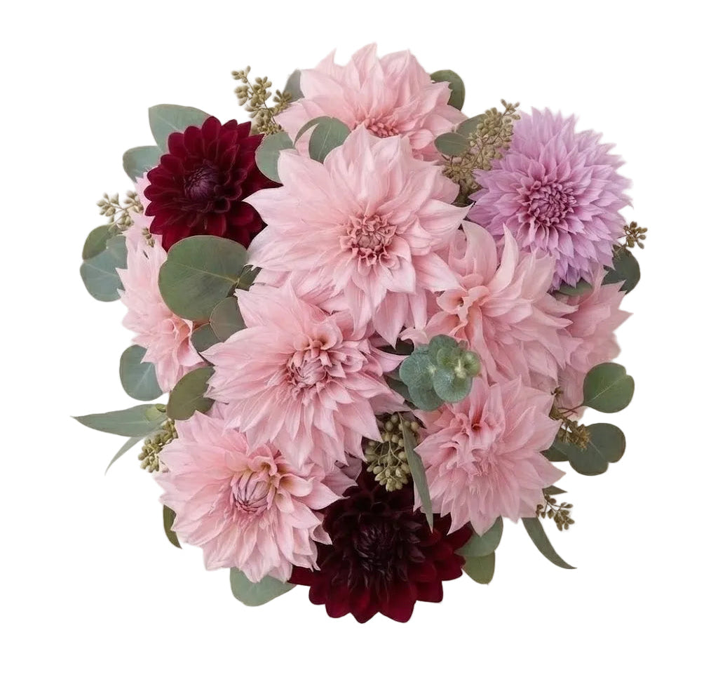 Blush & Bordeaux Dahlia Symphony Bouquet