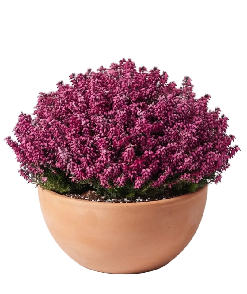 Erica Ceramic Bowl Arrangement
