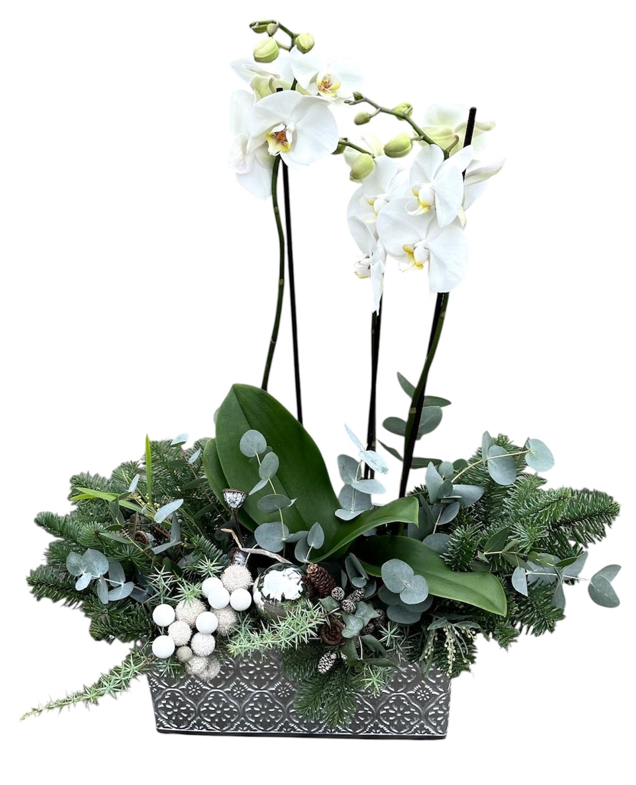 Winter Phalaenopsis Orchids in Rectangle Pot