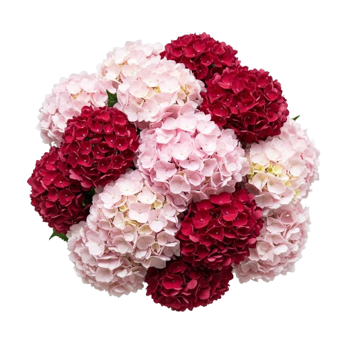 Red and Pink Hydrangea Luxury Bouquet