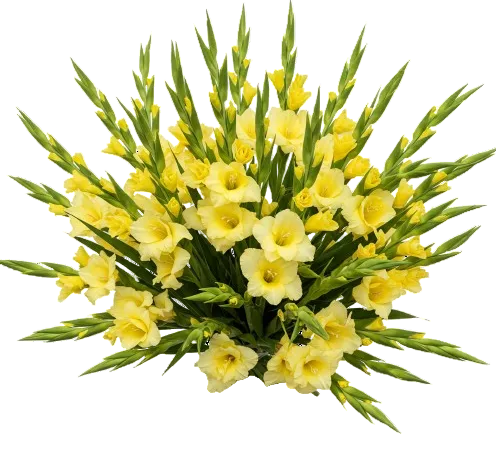 Yellow Gladiolus Bouquet