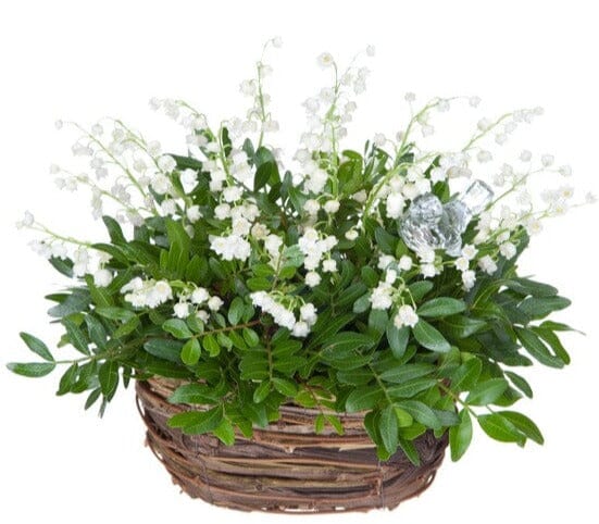 Basket of Lily of Valley in Greenery - Florist London