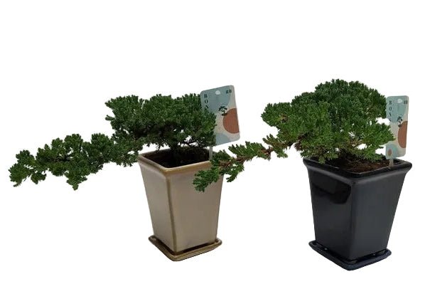 Bonsai Juniperus Chinensis Cascade - Florist London