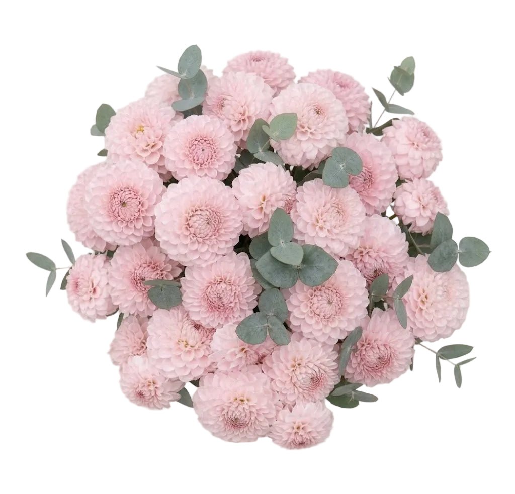 Bouquet of Pink Dahlia with Eucalyptus - Florist London