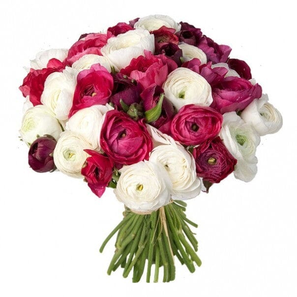 Bouquet of White & Cerise Ranunculus - Florist London