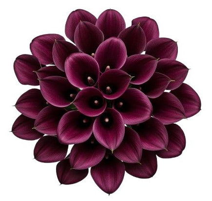 Burgundy Calla Lily Bouquet