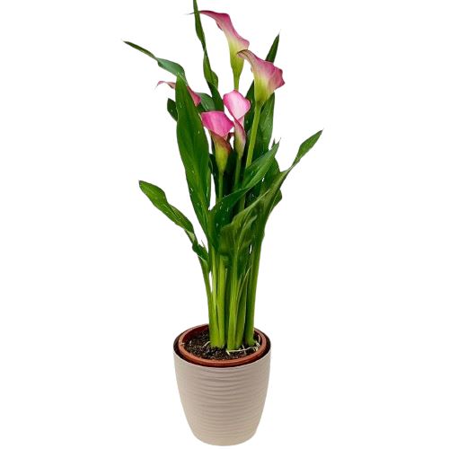 Calla Lily Plant