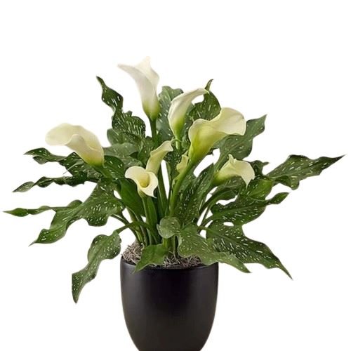 Calla Lily Plant - Florist London