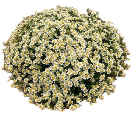 Cheerful Daisy Tanacetum Bouquet - Florist London