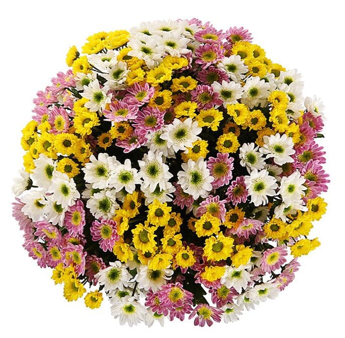 Chrysanthemum Trio Pretty Bouquet - Florist London