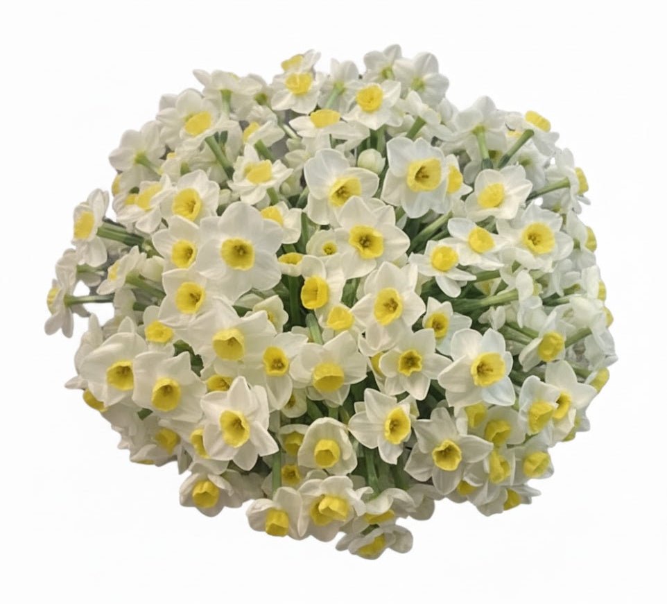 Classic Bouquet of Narcissus - Florist London
