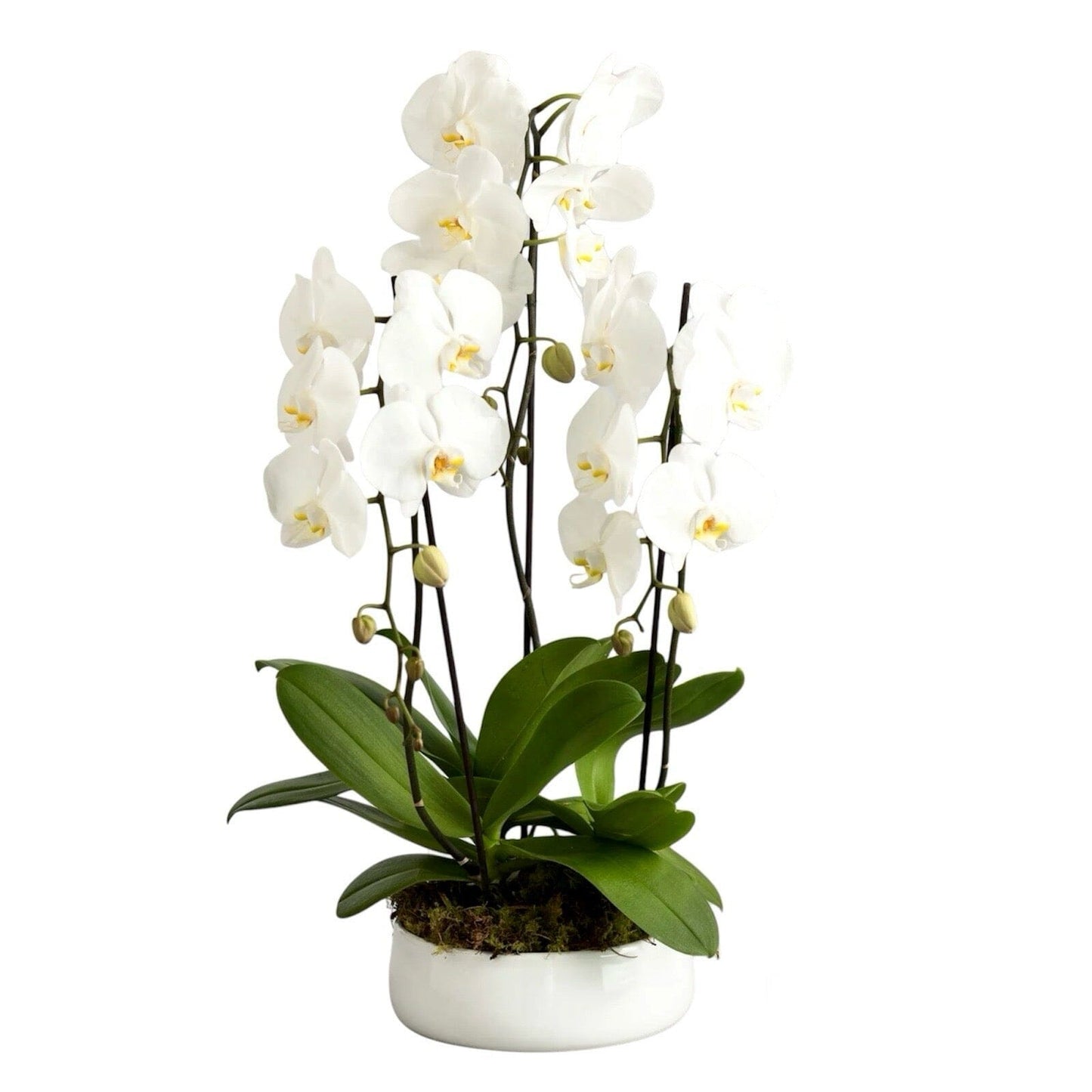 Classic Phalaenopsis Orchids Pot - Florist London