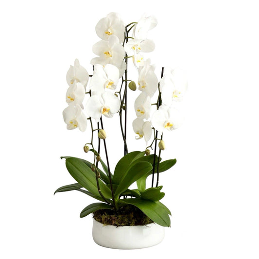 Classic Phalaenopsis Orchids Pot - Florist London