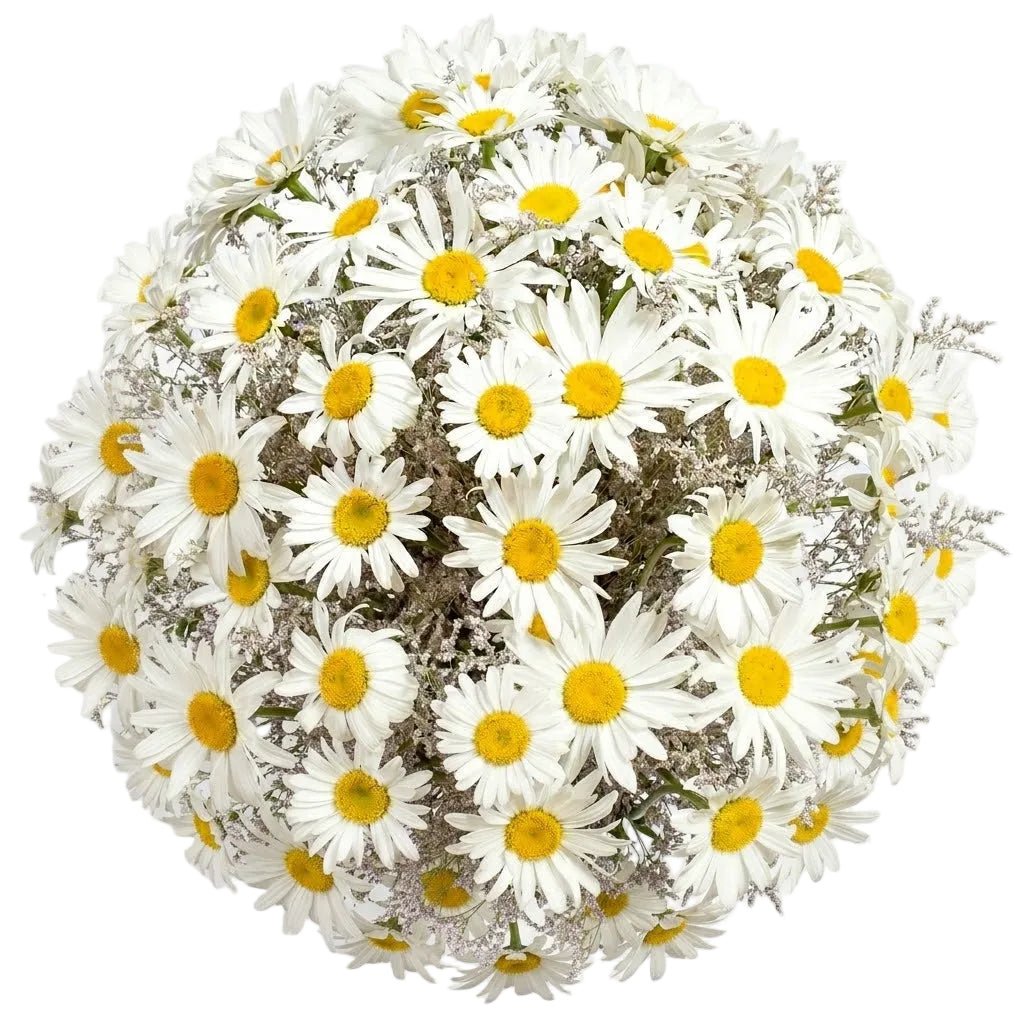 Daisy and Limonium Bouquet - Florist London