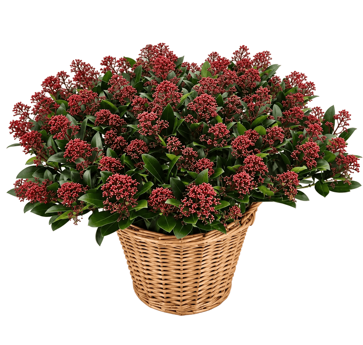 Decorative Skimmia Rubella Plant Basket - Florist London