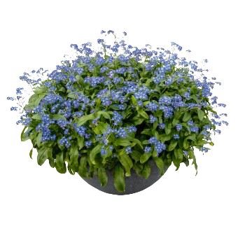 Elegant Ceramic Pot Arrangement with Blue Forget - Me - Not Plants - Florist London