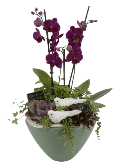 Elegant Phalaenopsis Orchid with Succulent Garden Pot - Florist London