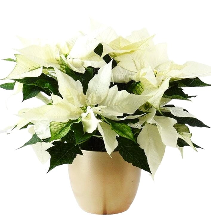 Festive Poisenttia in Pot - Florist London