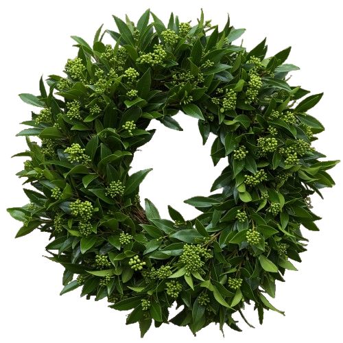 Green Skimmia Japonica Door Wreath