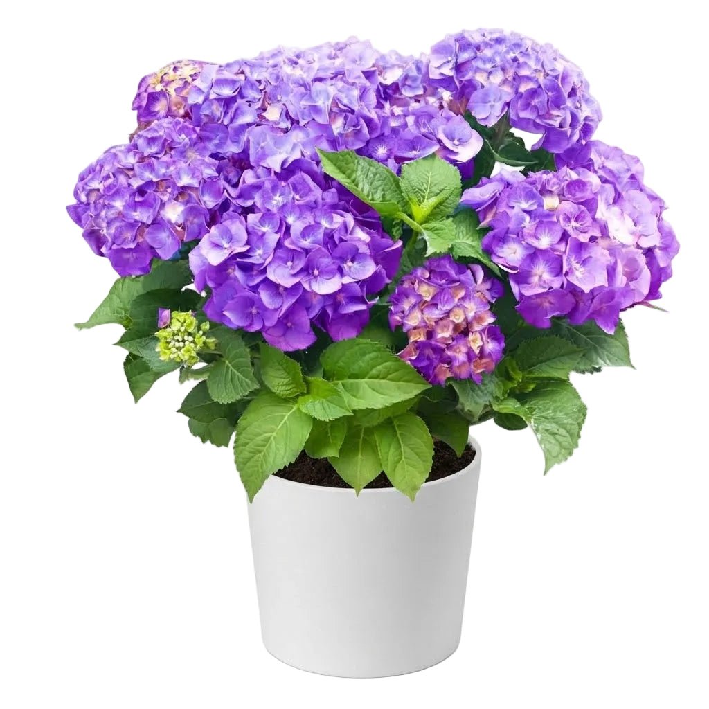 Hydrangea in Pot - Florist London