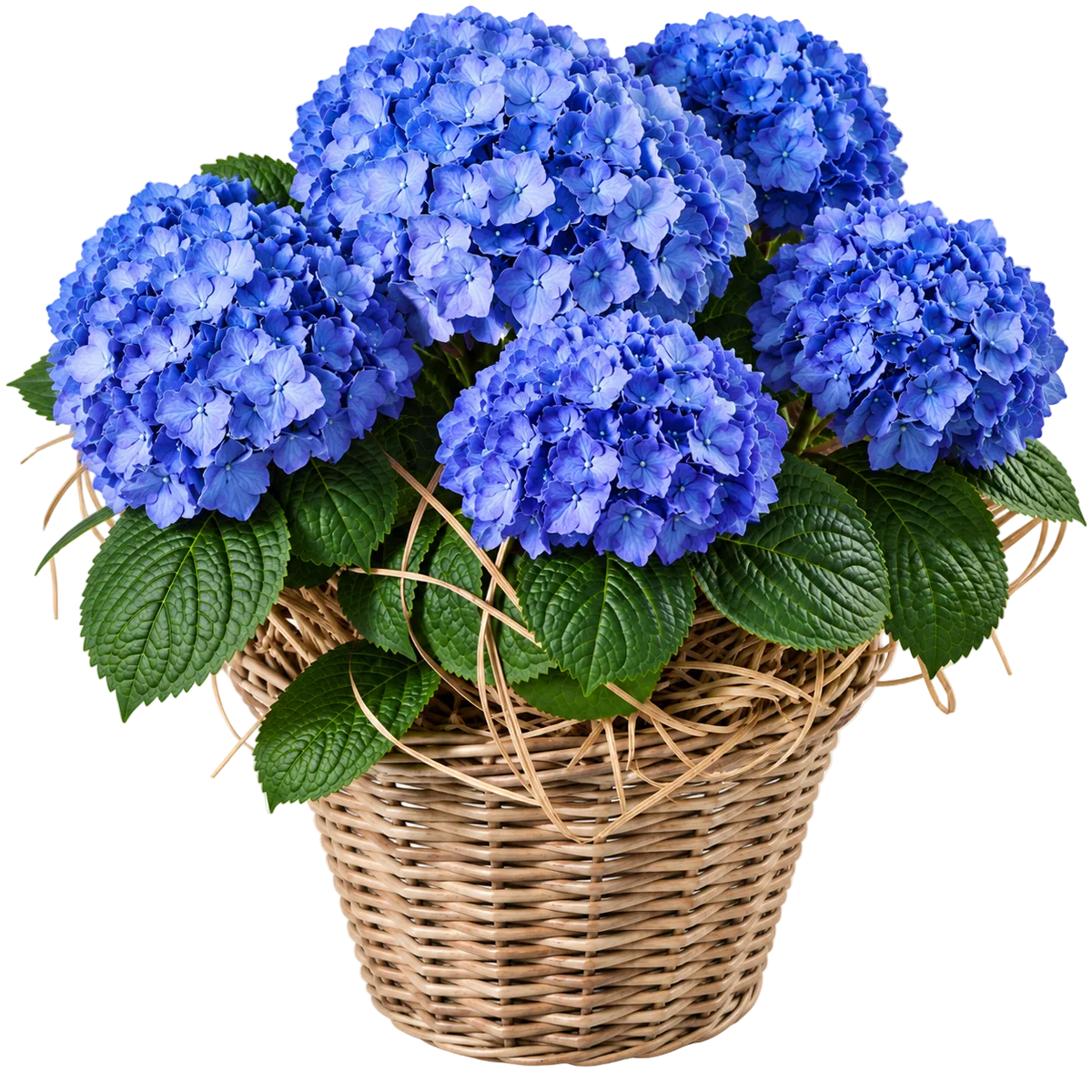 Hydrangea Wicker Basket - Florist London