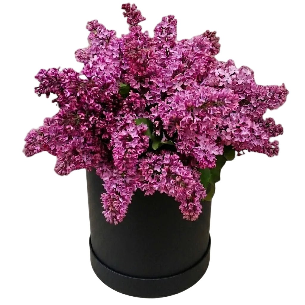 Lilac Box - Florist London
