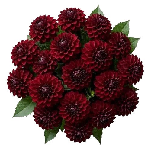 Luxury Burgundy Dahlia Bouquet - Florist London
