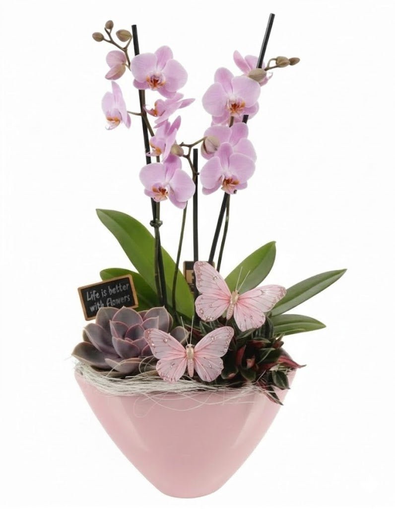 Luxury Orchid and Succulent Botanical Gift Pot - Florist London