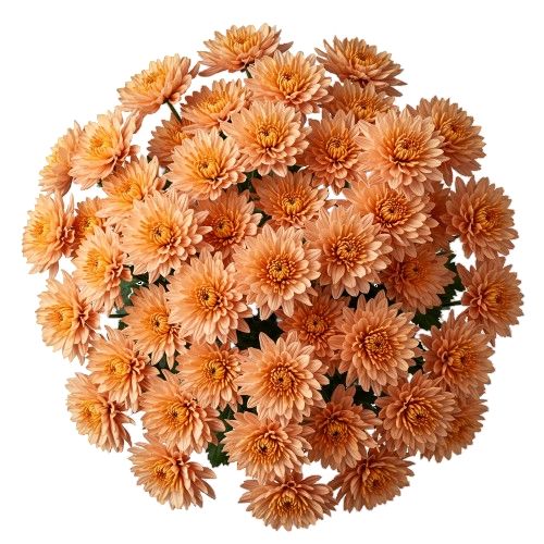 Luxury Peach Chrysanthemum Bouquet
