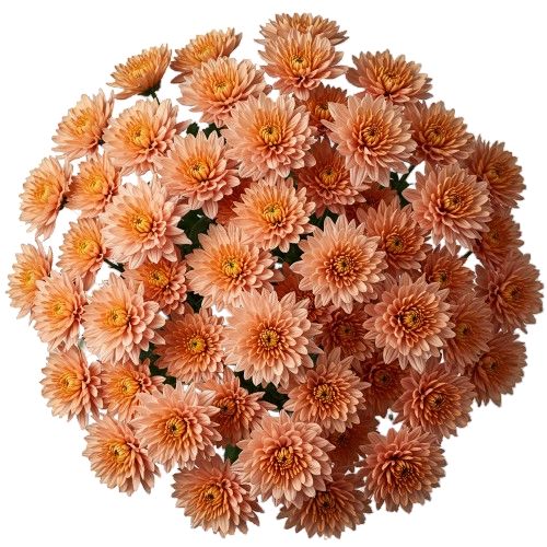 Luxury Peach Chrysanthemum Bouquet