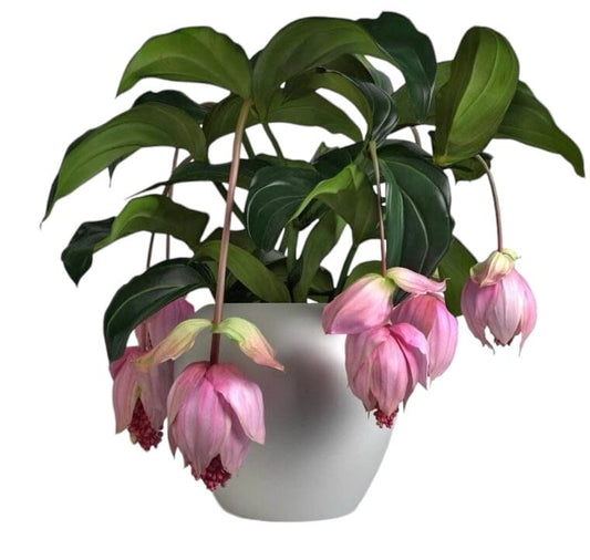 Medinilla Magnifica Ceramic Pot - Florist London