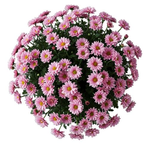 Pink Daisy Chrysanthemum Bouquet