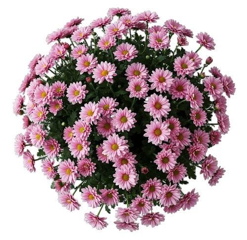Pink Daisy Chrysanthemum Bouquet - Florist London