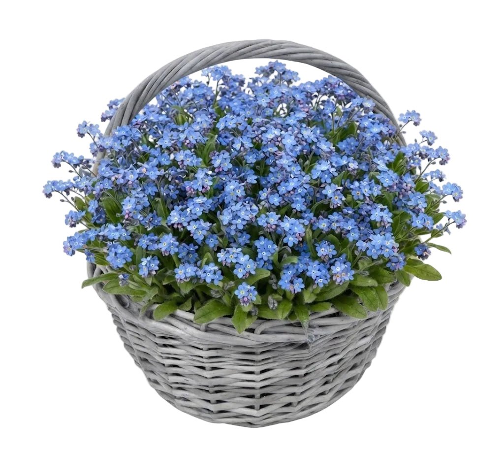 Plants Blue Forget-Me-Not in Basket - Florist London