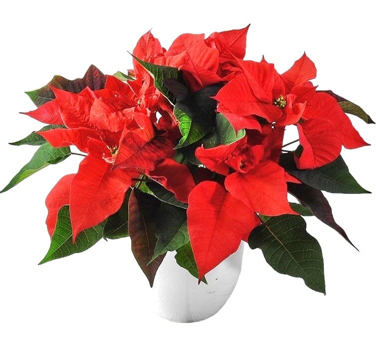 Poisenttia in Ceramic Pot - Florist London