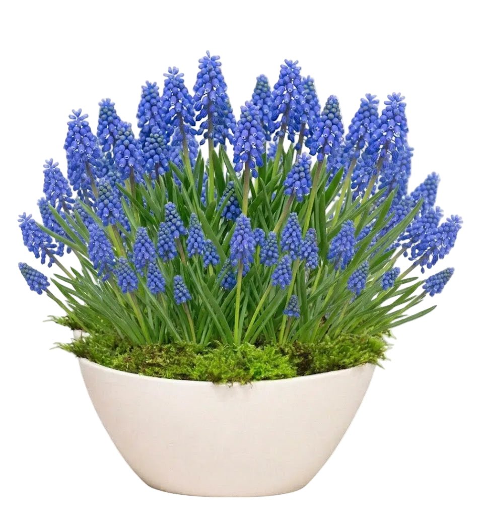 Pretty Blue Muscari Pot - Florist London