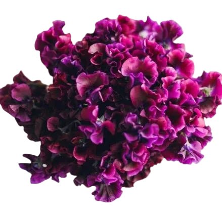 Purple Sweet Pea Bouquet - Florist London