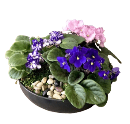 Saintpaulia Bowl - Florist London