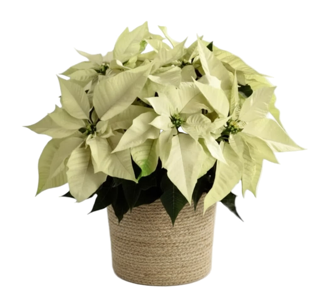 Basket of Poisenttia