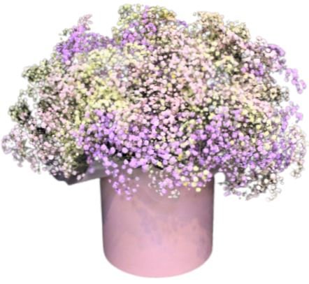 Amazing Gypsophila Box - Florist London