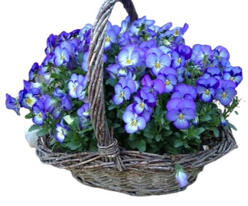 Basket of Pansy Plant Flowers - Florist London