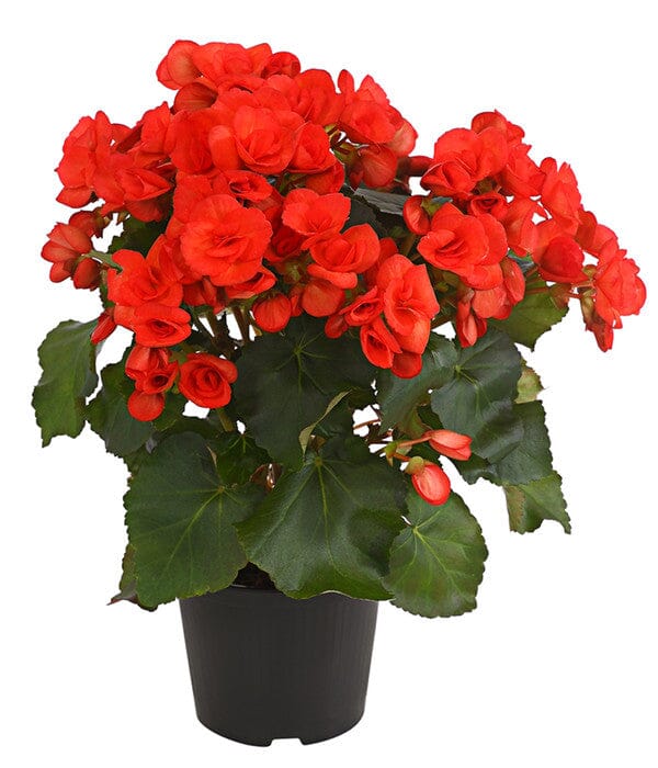 Begonia Red