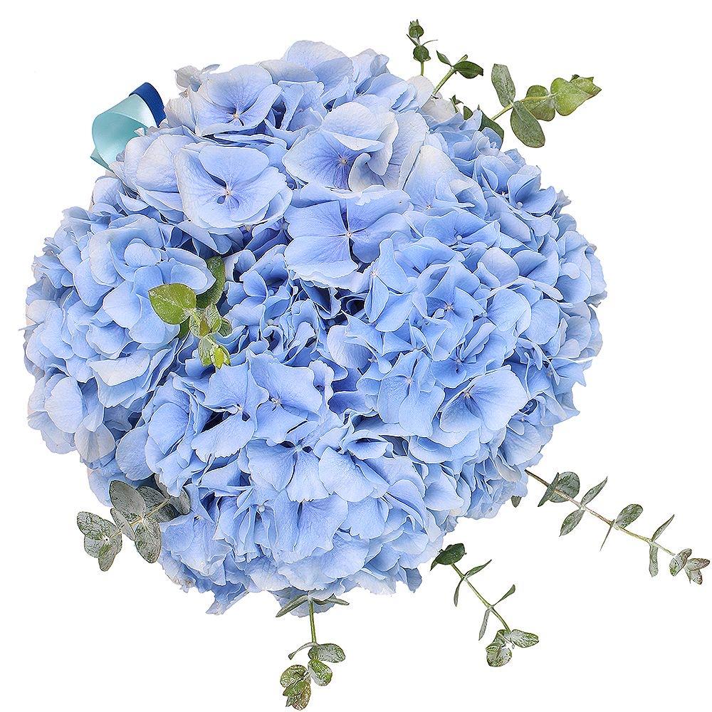 Blue Hydrangea with Eucalyptus Box
