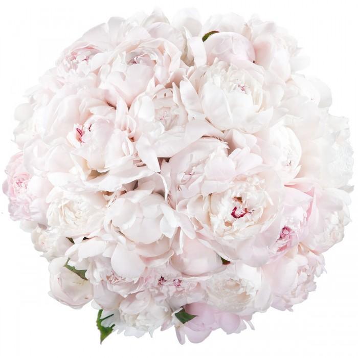 Bouquet of Pale Pink Peonies - Florist London
