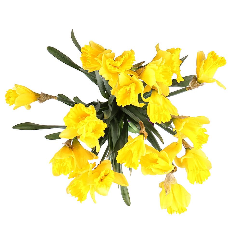 Classic Bouquet of Daffodils - Florist London
