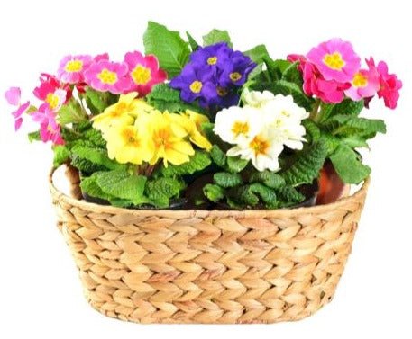 Colored Primerose Basket - Florist London