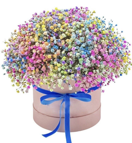 Colourful Gypsophila Box - Florist London