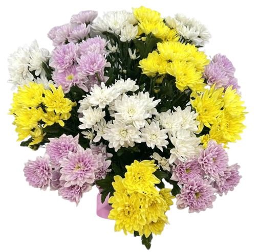 Colourful Queen Chrysanthemum Bouquet - Florist London